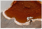 Dry Rot 1